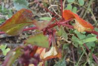 2007-04-08-045-Unknown-Red