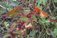 2007-04-08-046-Unknown-Red