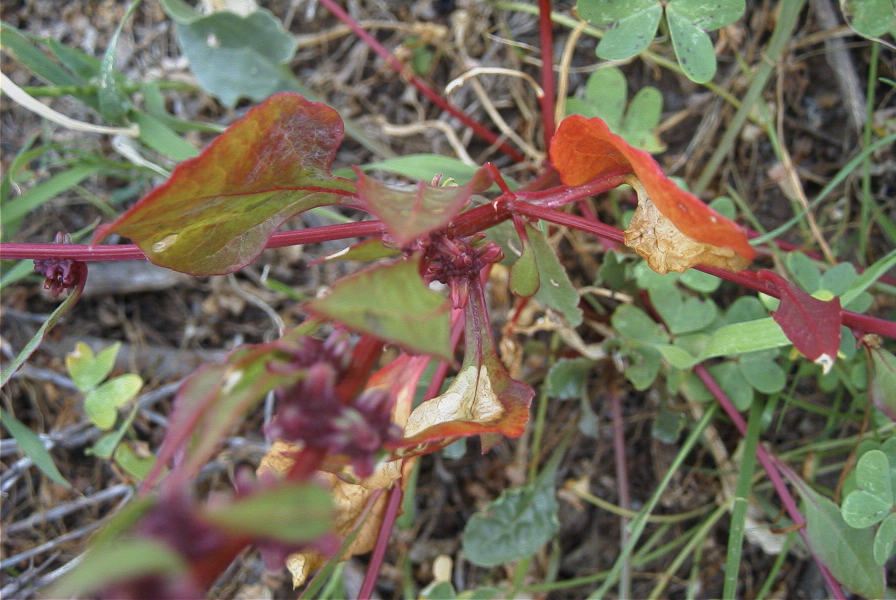 2007-04-08-046-Unknown-Red