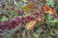 2007-04-08-047-Unknown-Red