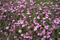 2007-04-08-048-Convolvulus