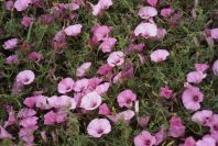 2007-04-08-049-Convolvulus