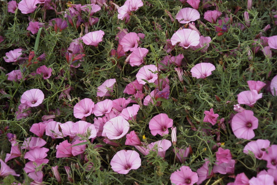 2007-04-08-049-Convolvulus
