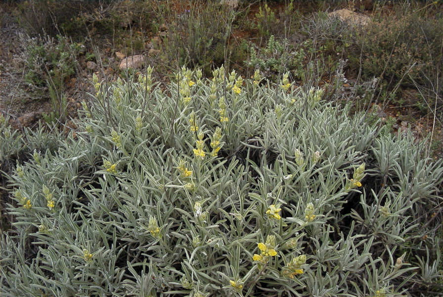 2007-04-08-051-Phlomis-Yellow