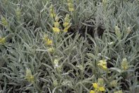 2007-04-08-052-Phlomis-Yellow