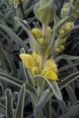 2007-04-08-053-Phlomis-Yellow