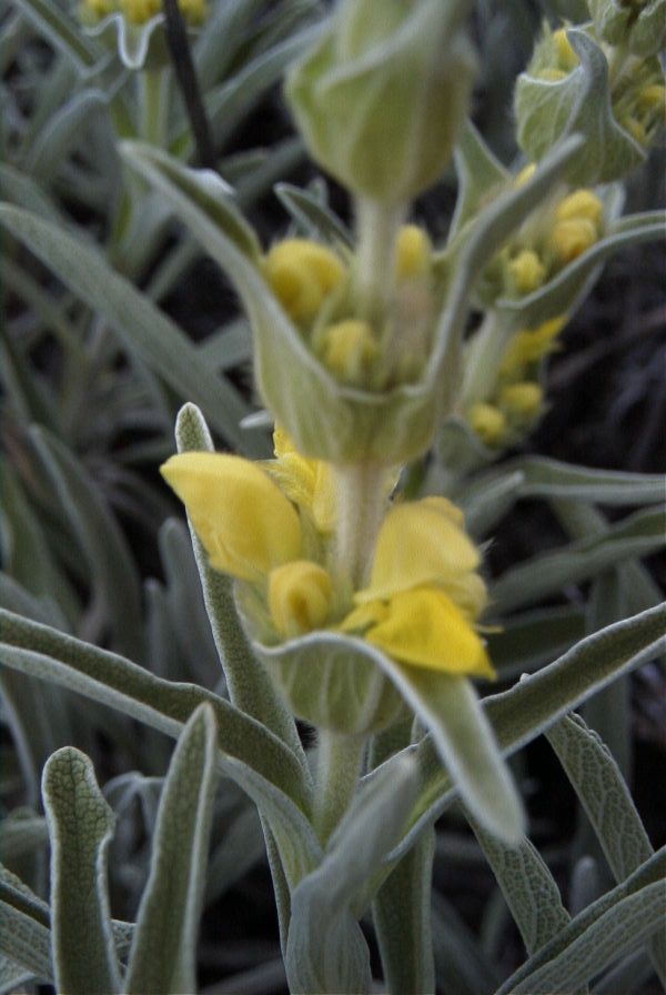 2007-04-08-053-Phlomis-Yellow