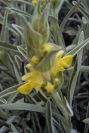 2007-04-08-054-Phlomis-Yellow