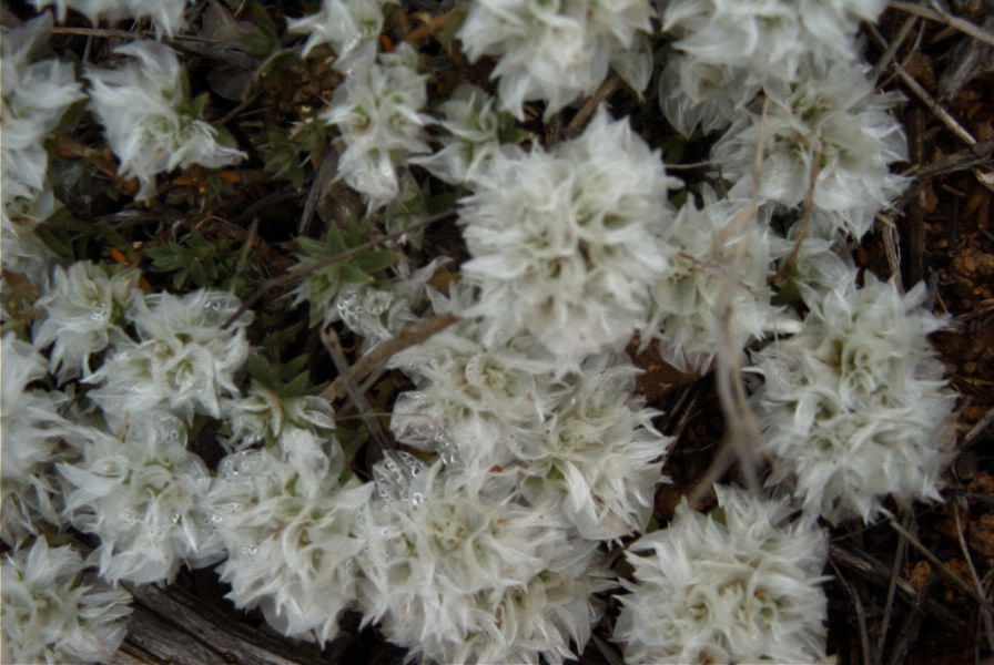 2007-04-08-055-Ice-Flower