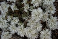 2007-04-08-056-Ice-Flower