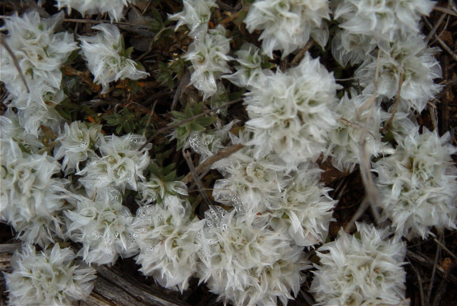 2007-04-08-056-Ice-Flower