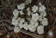 2007-04-08-057-Ice-Flower