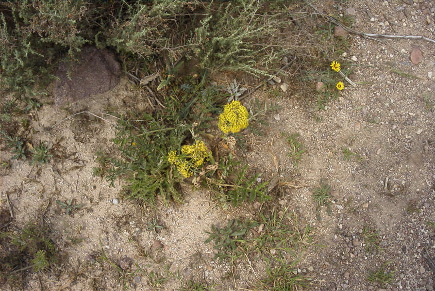 2007-04-08-064-Unknown-Yellow-Umbeliferal