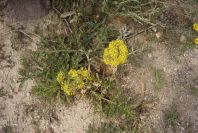 2007-04-08-065-Unknown-Yellow-Umbeliferal