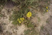 2007-04-08-066-Unknown-Yellow-Umbeliferal