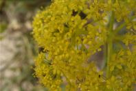 2007-04-08-069-Unknown-Yellow-Umbeliferal