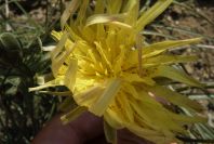 2007-04-08-072-Unknown-Yellow-Daisy