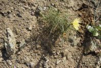2007-04-08-073-Unknown-Yellow-Daisy