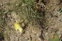 2007-04-08-074-Unknown-Yellow-Daisy