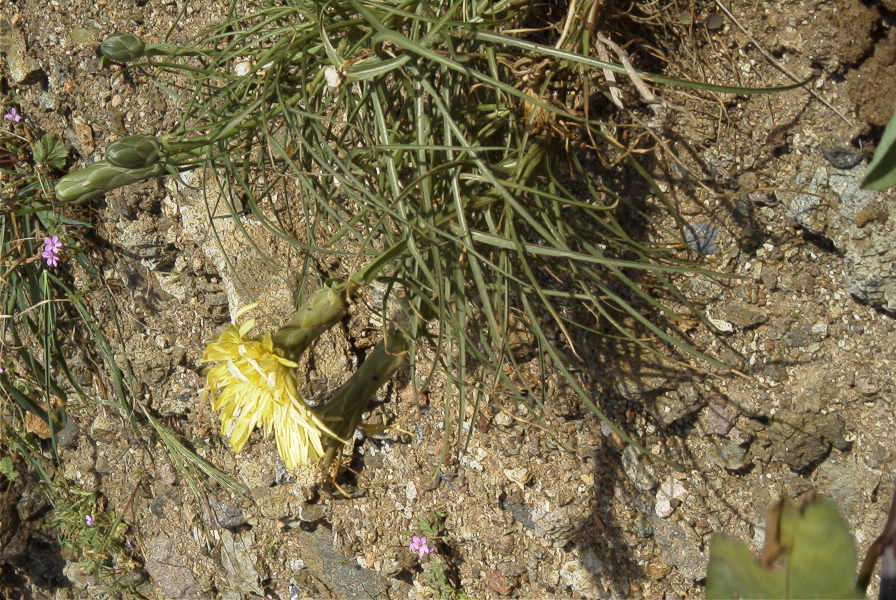 2007-04-08-074-Unknown-Yellow-Daisy