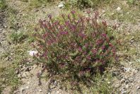 2007-04-08-076-Echium