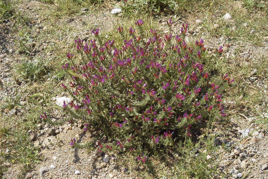2007-04-08-076-Echium