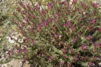 2007-04-08-077-Echium