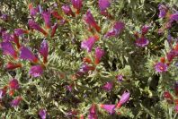 2007-04-08-079-Echium