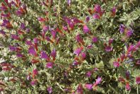 2007-04-08-080-Echium