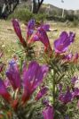 2007-04-08-081-Echium