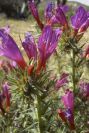 2007-04-08-082-Echium