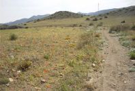 2007-04-08-084-Meadow
