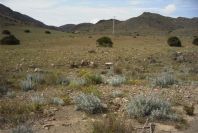 2007-04-08-085-Meadow