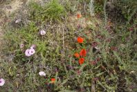 2007-04-08-087-Garden