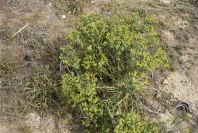 2007-04-08-088-Unknown-Euphorbia