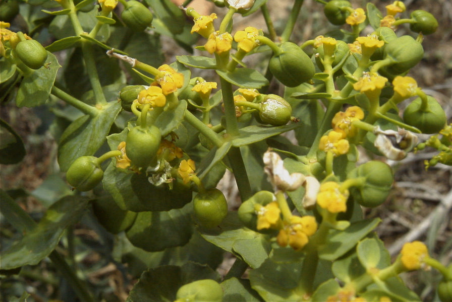2007-04-08-089-Unknown-Euphorbia