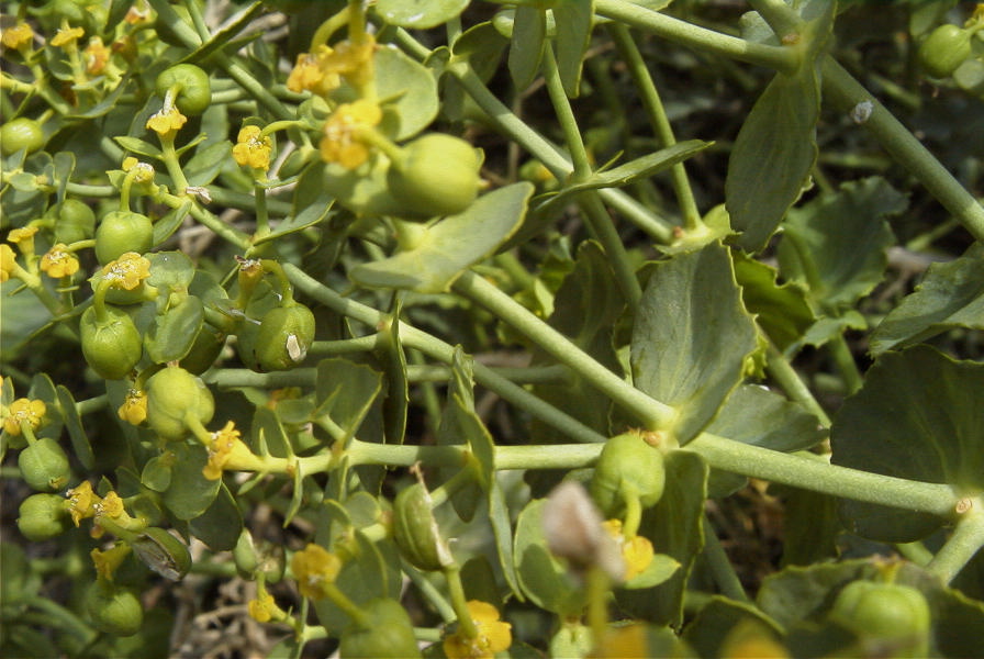 2007-04-08-090-Unknown-Euphorbia