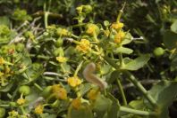 2007-04-08-091-Unknown-Euphorbia
