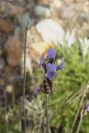 2007-04-08-092-Lavendula-dentata-Pale-Blue