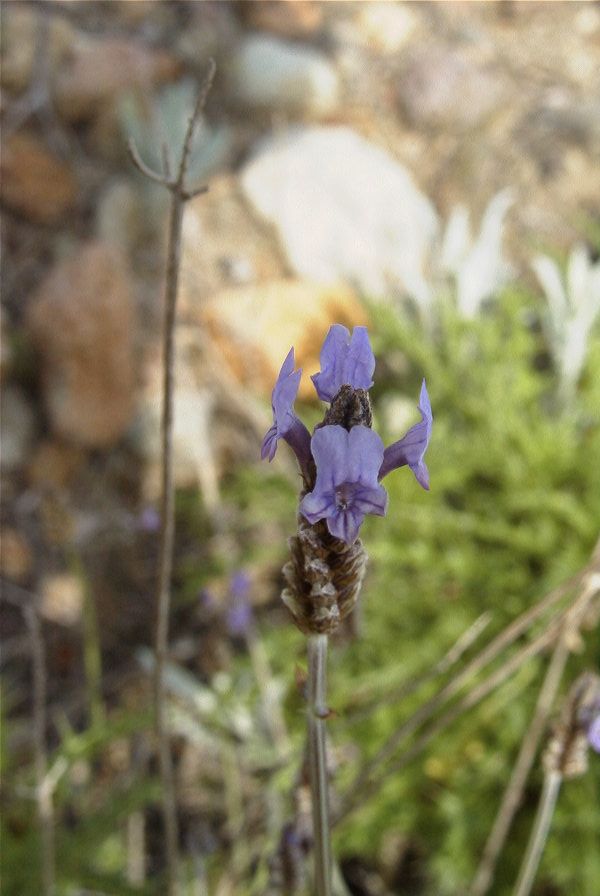 2007-04-08-092-Lavendula-dentata-Pale-Blue
