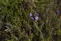2007-04-08-093-Lavendula-dentata-Pale-Blue