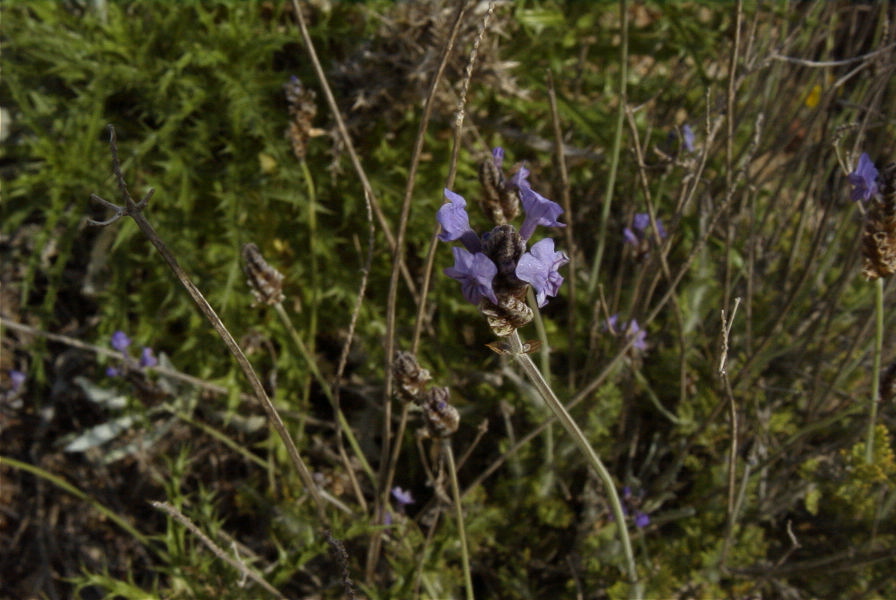 2007-04-08-093-Lavendula-dentata-Pale-Blue