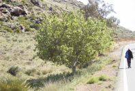 2007-04-09-030-Road-to-La-Isleta