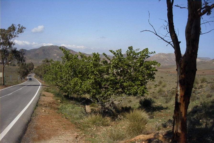 2007-04-09-031-Road-to-La-Isleta