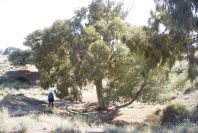 2007-04-09-049-La-Isleta-Cortijo-de-la-Loma