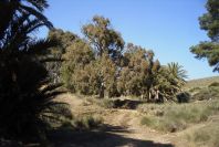 2007-04-09-051-La-Isleta-Cortijo-de-la-Loma