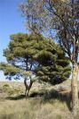 2007-04-09-052-La-Isleta-Cortijo-de-la-Loma