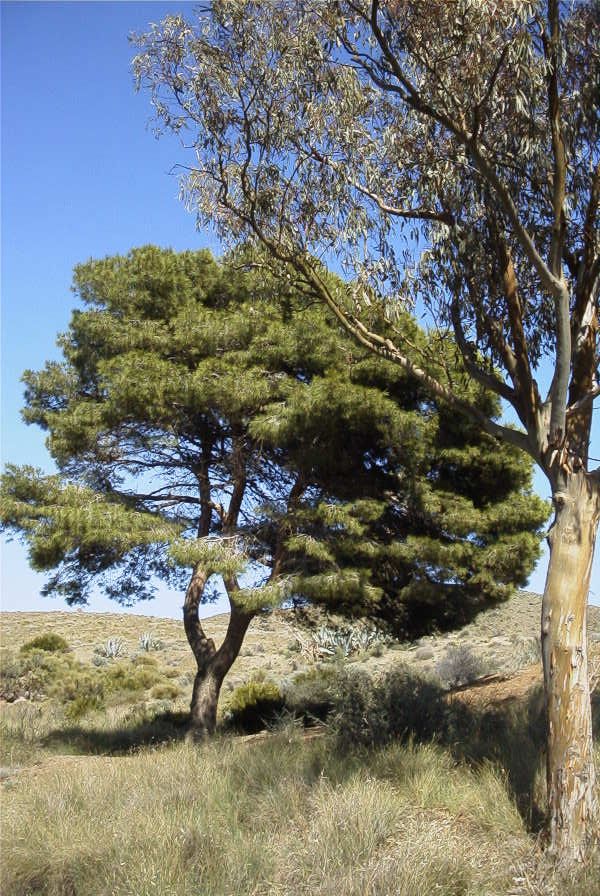 2007-04-09-052-La-Isleta-Cortijo-de-la-Loma