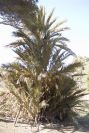 2007-04-09-053-La-Isleta-Cortijo-de-la-Loma