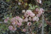 2007-04-10-004-Cuscuta-in-flower
